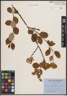 Foto von Salix caprea L.